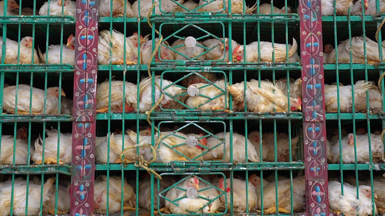 ✅ حملة للدرك الملكي تقود لحجز سيارة لنقل الدواجن دون ترخيص رسمي